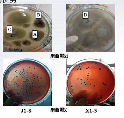 【专家开讲啦】张铁鹰:固态生物发酵研究进展与未来发展趋势