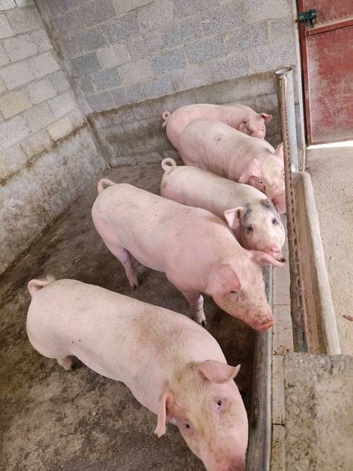 用微生物发酵革新养殖业:花生秸秆变身高营养猪饲料