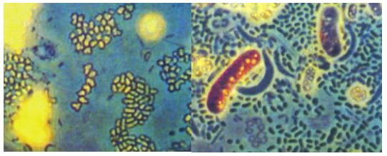 【专业科普】生物法处理技术篇--VOCs和恶臭废气污染控制装备产品应用(四)