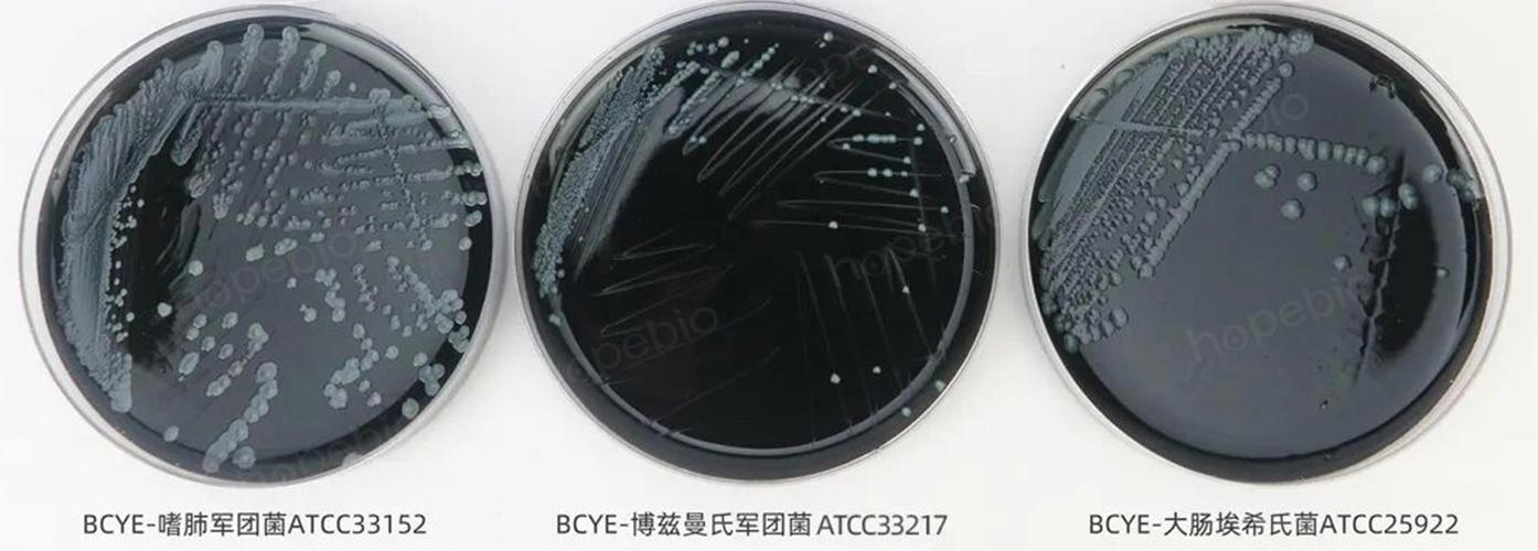 5标准)-产品详情-青岛海博生物